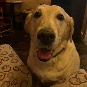 Meet your Posher, Ava